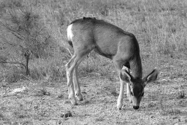 Les images en niveaux de gris