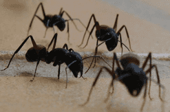 [T1C1] Etablir les variations du quotient de réaction avec l'avancement