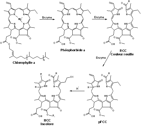 [T1C8] Formule topologique